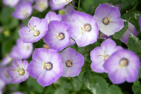 Campanula 'Samantha' (Bellflower)